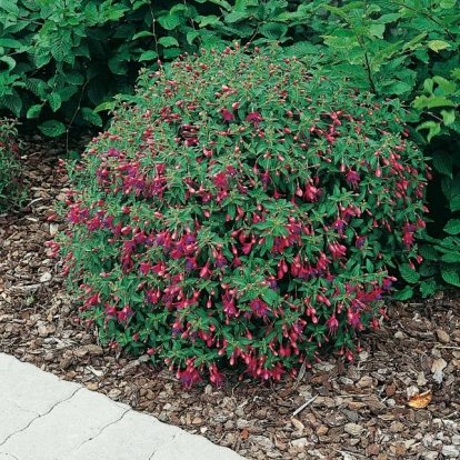 Fuchsia TOM THUMB = 'TOM POUCE'