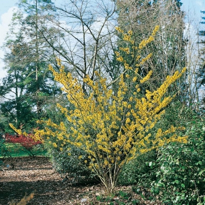 Hamamelis x INTERMEDIA 'ARNOLD PROMISE'