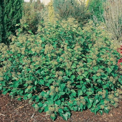 Hedera HELIX 'ARBORESCENS'