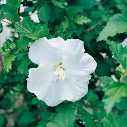 Hibiscus SYRIACUS 'DIANA' a fiori semplici