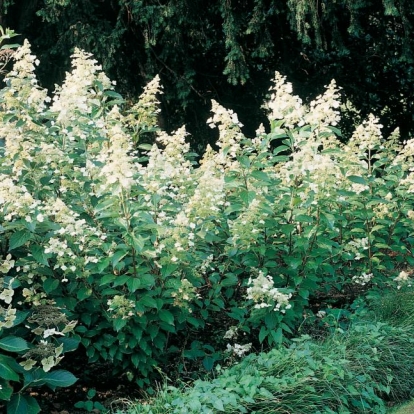 Hydrangea PANICULATA 'KYUSHU'