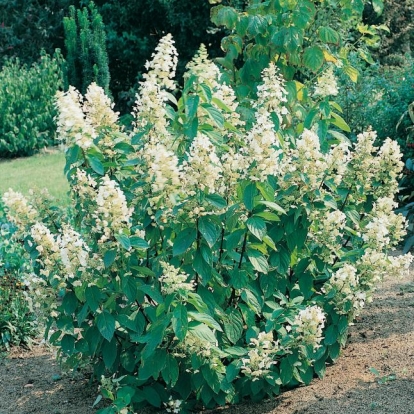 Hydrangea PANICULATA 'TARDIVA'