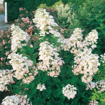 Hydrangea PANICULATA 'UNIQUE' a fine fioritura