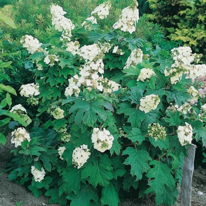 Hydrangea QUERCIFOLIA SNOW QUEEN® 'FLEMYGEA'