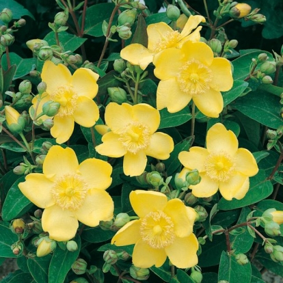 Hypericum FRONDOSUM 'SUNBURST'