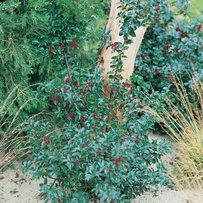 AGRIFOGLI AMERICANI: Ilex x MESERVEAE