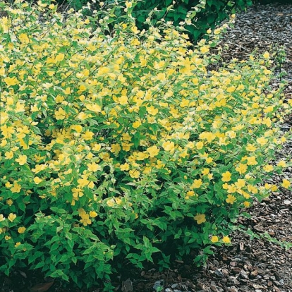 Kerria JAPONICA 'GOLDEN GUINEA'