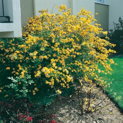 Kerria JAPONICA 'PLENIFLORA'