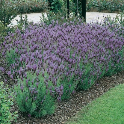 Lavandula STOECHAS SSP PEDUNCULATA