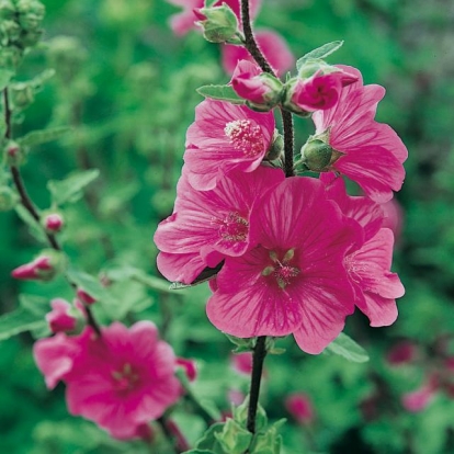 Lavatera 'BREDON SPRINGS'