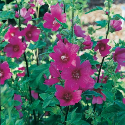 Lavatera 'THURINGIACA BURGUNDY® 'CATBRI'