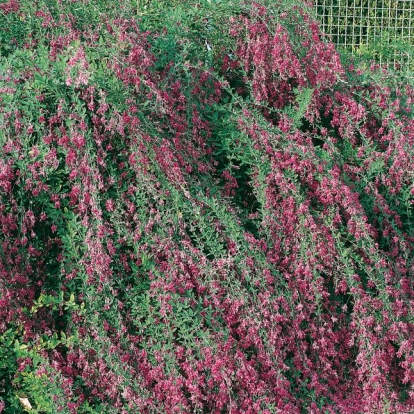 Lespedeza THUNBERGII