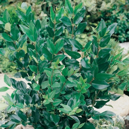 Ligustrum LUCIDUM