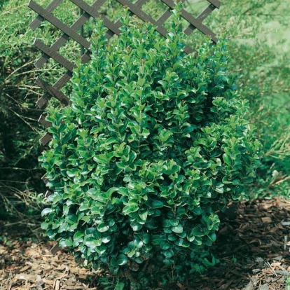 JAPONICUM 'ROTUNDIFOLIUM'= JAPONICUM 'CORIACEUM'