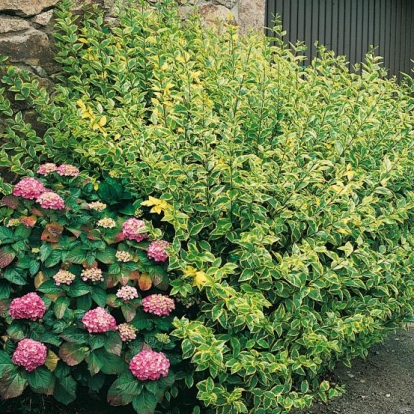 Ligustrum OVALIFOLIUM 'AUREUM' con Ortensia