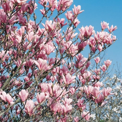 Magnolia 'HEAVEN SENT'