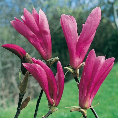 Magnolia 'SUSAN'