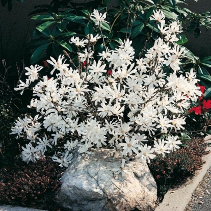 Magnolia STELLATA