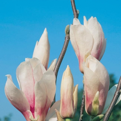Magnolia x SOULANGIANA 'BROZZONI'