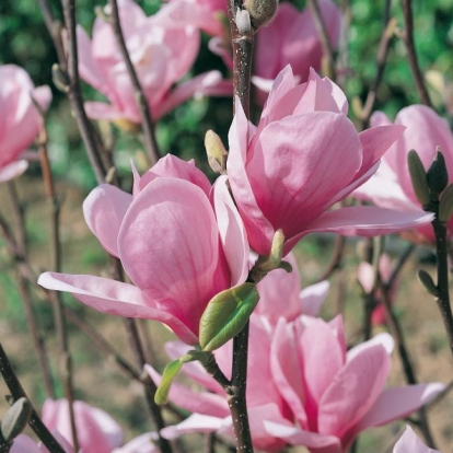 Magnolia x SOULANGIANA 'BURGUNDY'