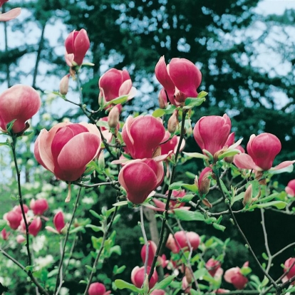 Magnolia x SOULANGIANA 'LENNEI'