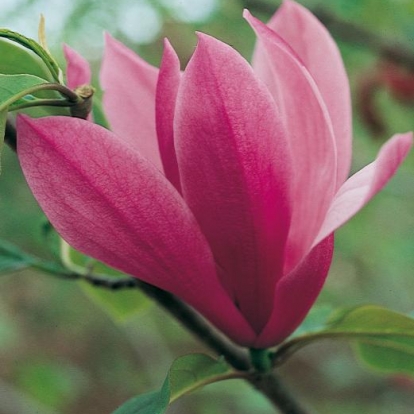 Magnolia 'SPECTRUM'
