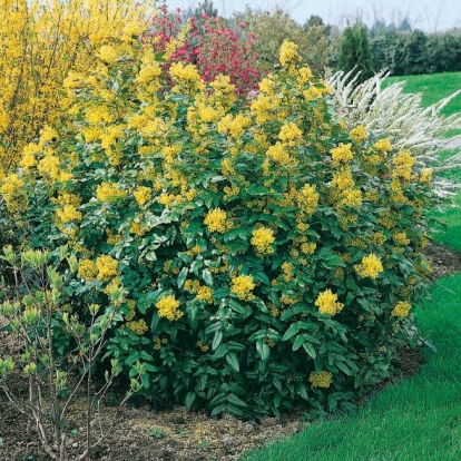 Mahonia AQUIFOLIUM