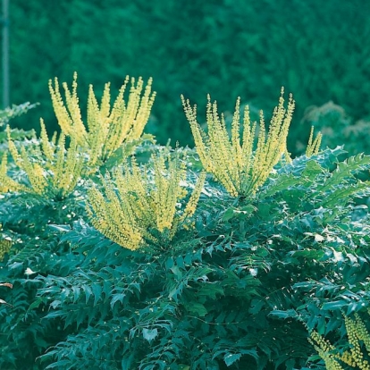 Mahonia x MEDIA 'WINTER SUN'