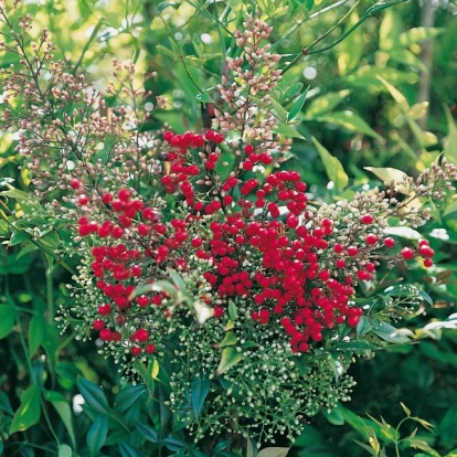 Nandina DOMESTICA fiori e frutti