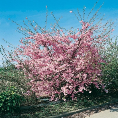 Prunus 'ACCOLADE' (Ciliegio)