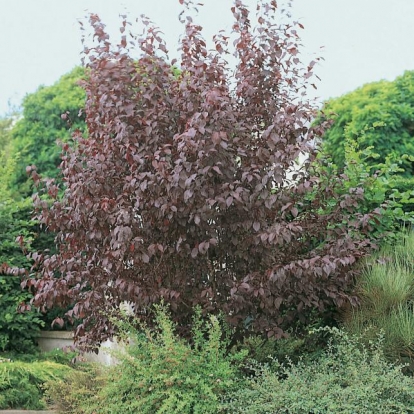 Prunus CERASIFERA 'ATROPURPUREA (Susino)