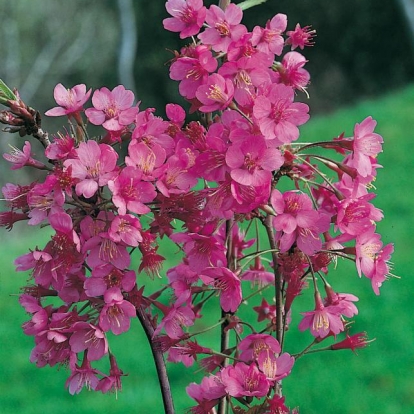Prunus KURILENSIS 'RUBY' = NIPPONICA VAR. KURILENSIS 'RUBY'