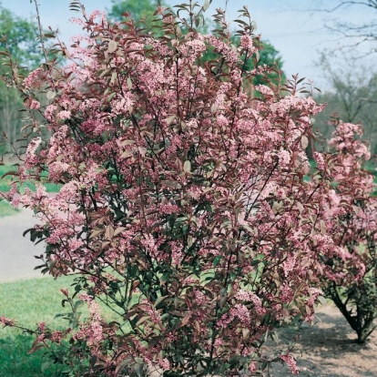 Prunus PADUS 'COLORATA'
