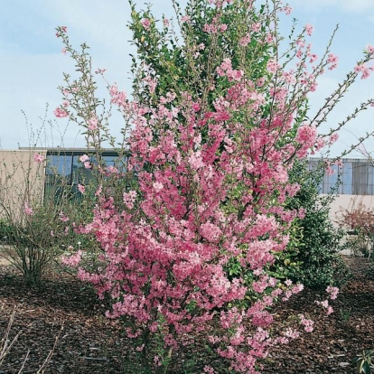 Prunus SUBHIRTELLA 'FUKUBANA'