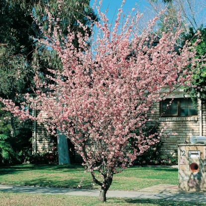 Prunus x BLIREANA (Susino)