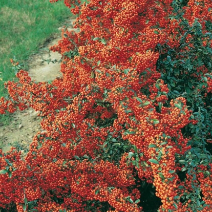 Pyracantha SAPHYR ORANGE® 'Cadaune'