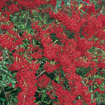 Pyracantha SAPHYR ROUGE® 'Cadaune'