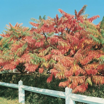 Rhus TYPHINA 'DISSECTA'