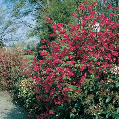 Ribes SANGUINEUM 'KING EDWARD'