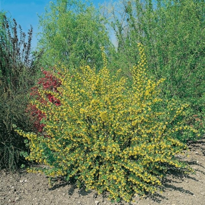 Ribes 'ODORATUM '= RIBES AUREUM