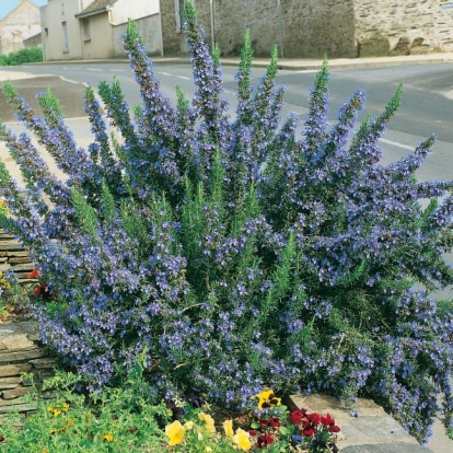 Rosmarinus OFFICINALIS 'CORSICAN BLUE'