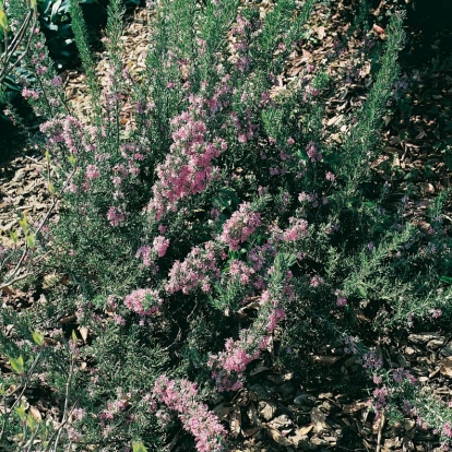 Rosmarinus OFFICINALIS 'MARJORCAN PINK'