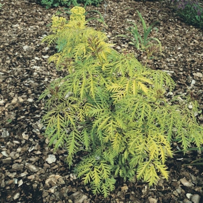 Sambucus NIGRA 'LACINIATA'