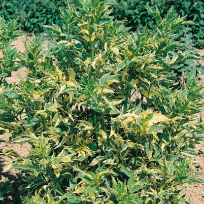 Sambucus NIGRA 'MADONNA'