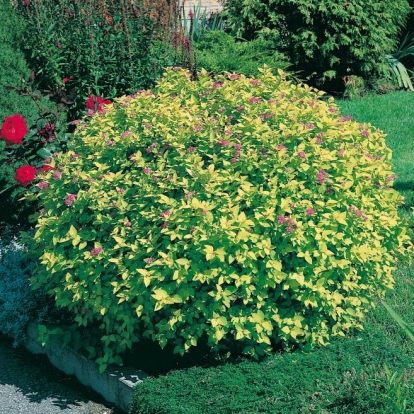 Spiraea JAPONICA 'GOLDMOUND'