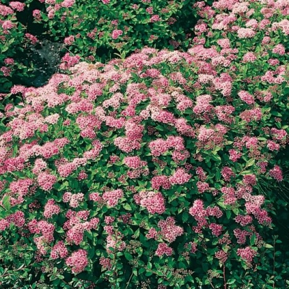 Spiraea JAPONICA 'LITTLE PRINCESS'