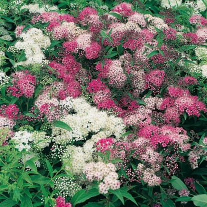 Spiraea JAPONICA 'SHIROBANA'