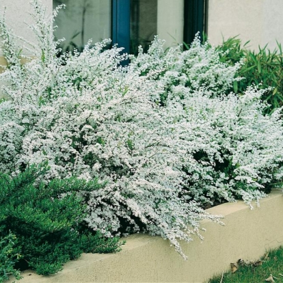 Spiraea THUNBERGII