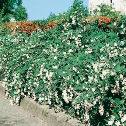 Symphoricarpos ALBUS 'WHITE HEDGE'