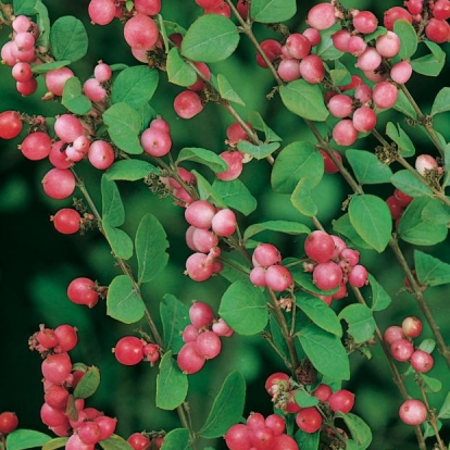 Symphoricarpos x DOORENBOSII 'MAGIC BERRY'